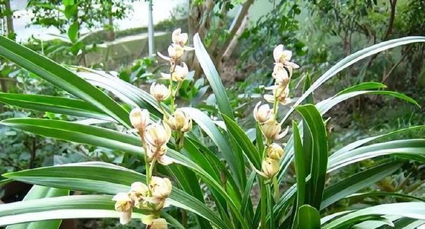 兰花种植方法是什么（兰花的种植方法和注意事项）