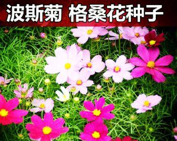 波斯菊种子什么时候播种（波斯菊播种时间和方法）