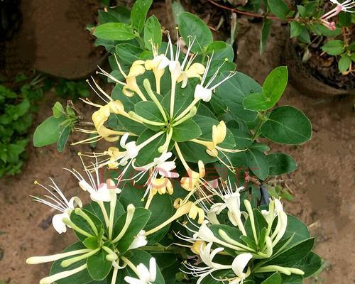 金银花苗怎么种植（金银花种植条件和要求）