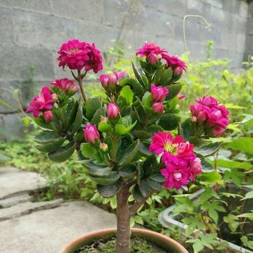 冬天适合种什么花和植物（十大耐寒植物分享）