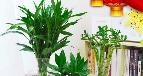 家里养什么植物风水好（适合家里养的植物推荐）
