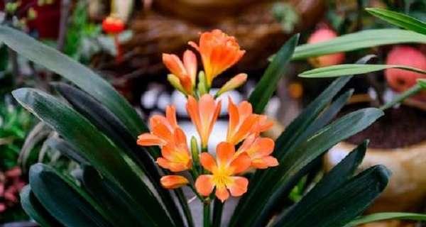 家里养什么植物风水好（适合家里养的植物推荐）