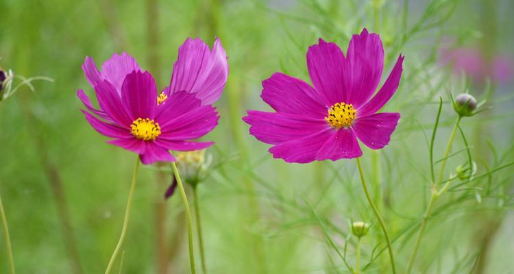 格桑花花期多久时间（格桑花的开花时间）