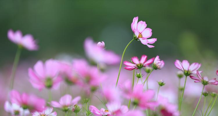 格桑花花期多久时间（格桑花的开花时间）