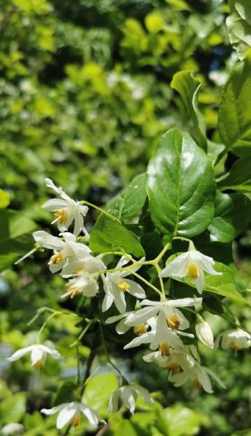 野茉莉是什么植物（盘点野茉莉的品种）