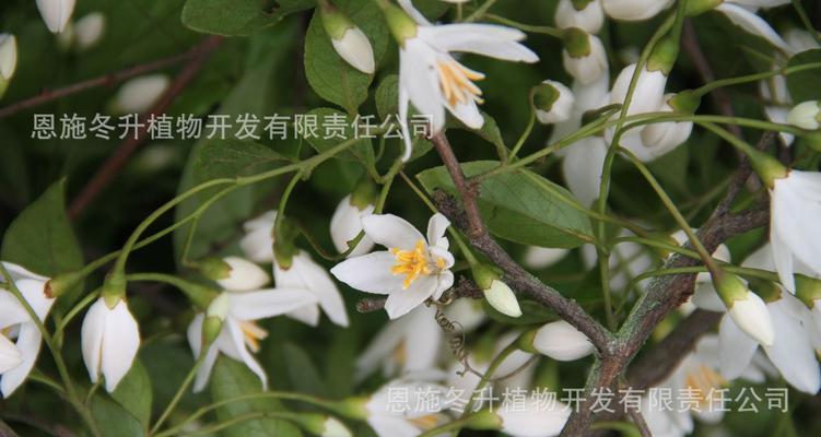 野茉莉是什么植物（盘点野茉莉的品种）