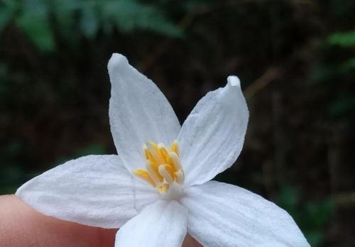 野茉莉是什么植物（盘点野茉莉的品种）