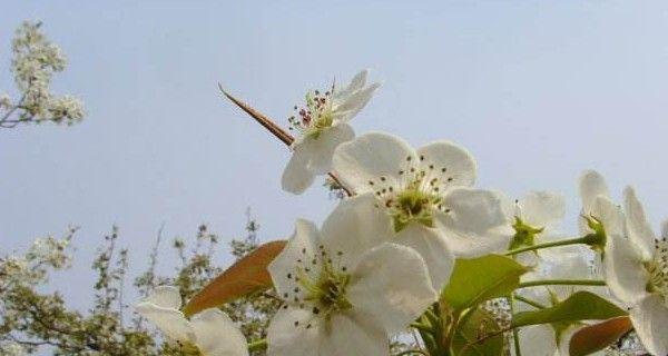 梨花什么时候开花季节（关于梨花开放季节）