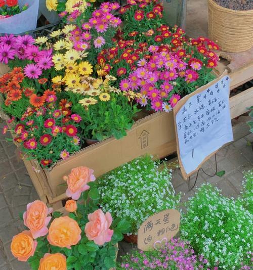 小菊花的花语与意义（揭开日系绿色切花小菊的秘密）