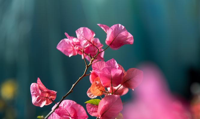 三角梅花语（用花朵诉说的坚强与生命）