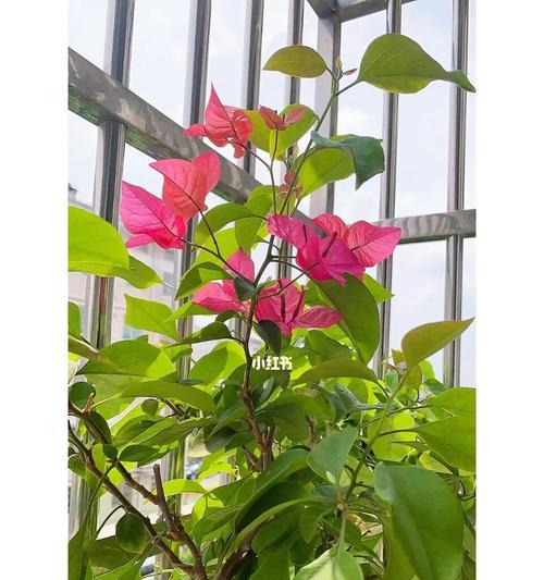 三角梅盛开的花语（探索三角梅盛开花语的寓意）