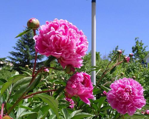 芍药花（芍药花的独特寓意及装饰家居的魅力）