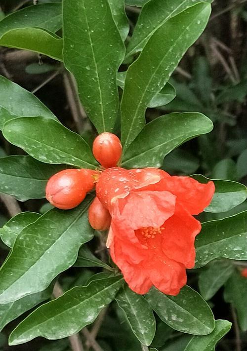 石榴花（传世之宝）