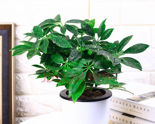 室内植物花象征生财的奥秘（探索植物花卉的财富象征与吉祥之道）
