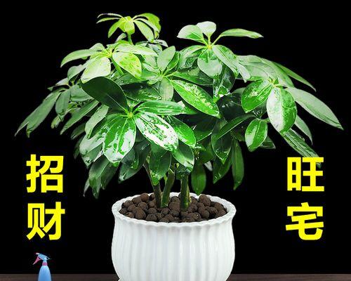 室内植物花象征生财的奥秘（探索植物花卉的财富象征与吉祥之道）
