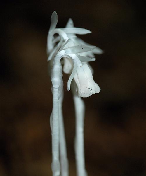 水晶兰花语-揭开这种神秘花卉的意义（探索水晶兰花的象征意义及其在生活中的应用）