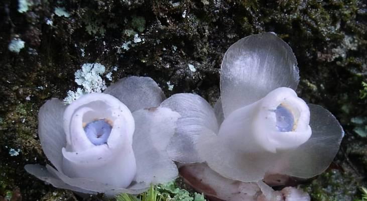 水晶兰花语-揭开这种神秘花卉的意义（探索水晶兰花的象征意义及其在生活中的应用）