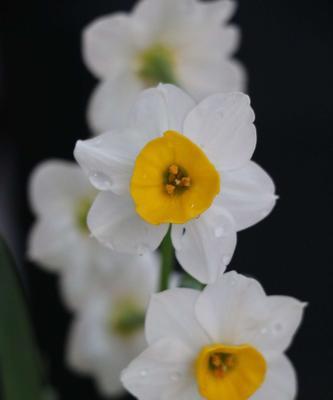 水仙花（探索水仙花在日本文化中的意义与传承）