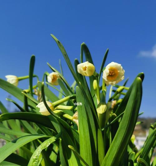 水仙盛开希望之花（以水仙开花的寓意及其象征意义）