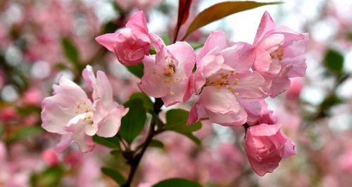 四季海棠花花语（传递爱与希望的海棠之语）