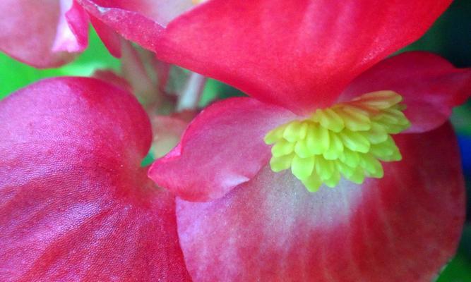 四季海棠花花语（传递爱与希望的海棠之语）