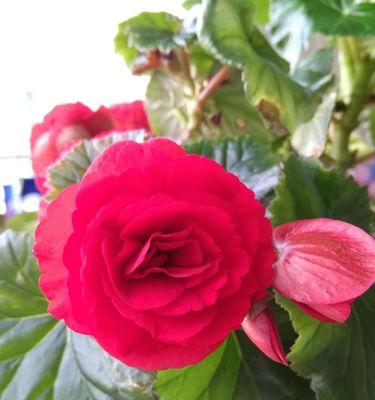 四季海棠花语——生命之美（探寻四季海棠的花语与意义）
