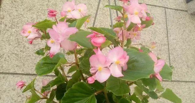 四季海棠花语——生命之美（探寻四季海棠的花语与意义）