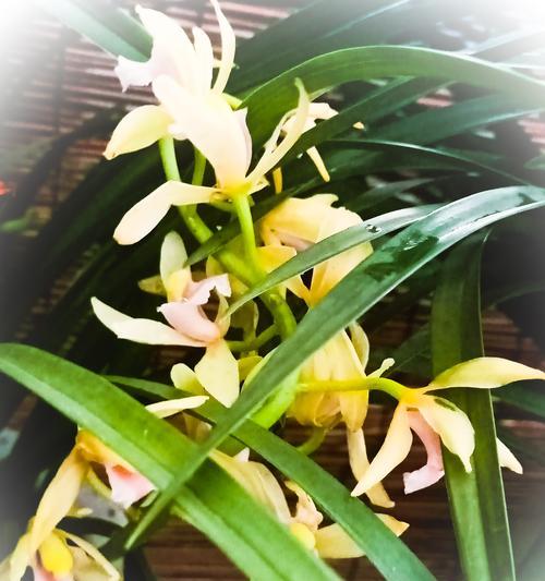 兰花花语的奥秘（揭示兰花的15种不同花语）