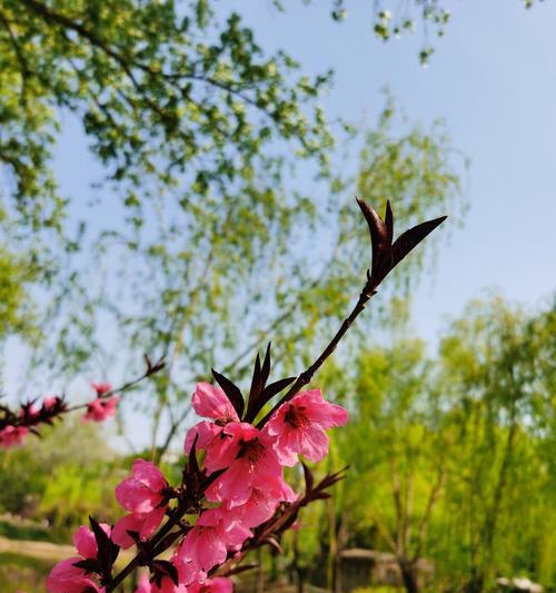 桃花花语——情爱与吉祥的象征（桃花花语的浪漫与美丽）