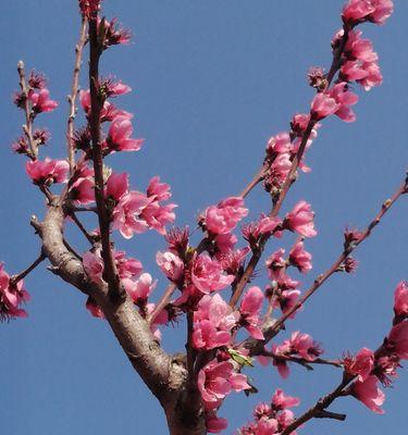 桃花花语——情爱与吉祥的象征（桃花花语的浪漫与美丽）