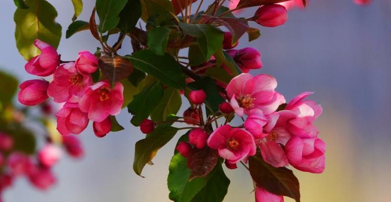 铁海棠花语的深意（探索铁海棠花的花语）