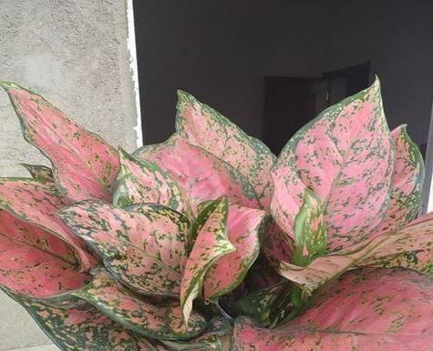 万年青花语的深意（揭开万年青的神秘面纱）