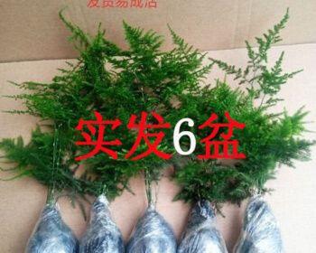 探秘文竹花语之神秘与美丽（传达深情与祝福的绿叶语言）