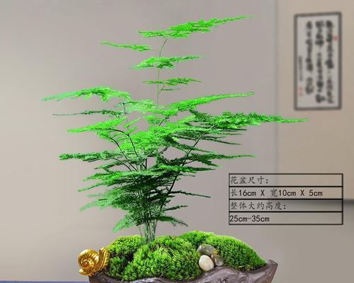文竹微盆景（探索微盆景艺术的无限魅力）