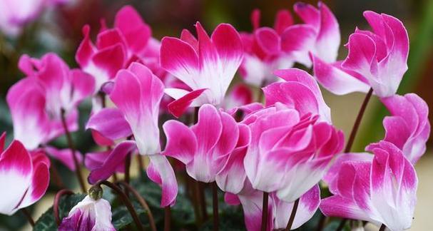 以仙客来花的寓意（仙客来花的美丽与哲学意蕴）