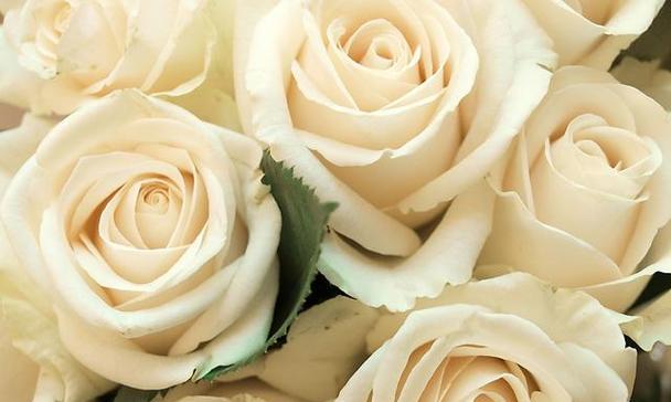 白玫瑰花语（11朵白玫瑰传递的美好寓意与祝福）