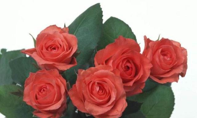 玫瑰花的意义与象征——以16朵玫瑰代表的含义（探索玫瑰花作为礼物的深层含义及象征意义）