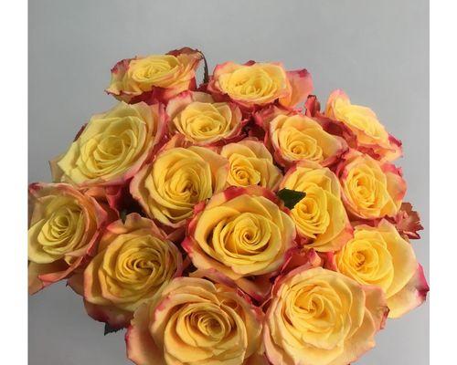 18朵玫瑰花的象征意义（解读18朵玫瑰花所代表的爱情与感情）
