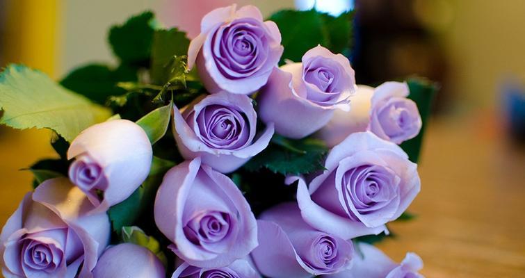 23朵玫瑰花语（用花语讲述爱情的美好与永恒）