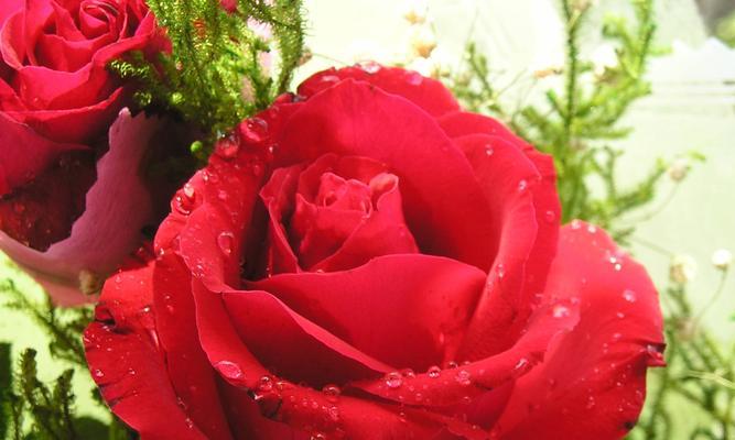 玫瑰的花语与象征意义（深入探究24朵玫瑰所代表的含义）