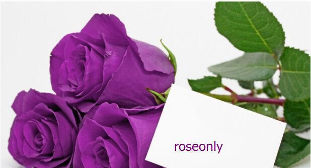 25朵玫瑰花语的含义（探索玫瑰的情感符号与象征意义）