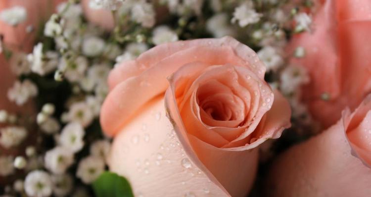29朵玫瑰的花语含义解读（爱的誓言）