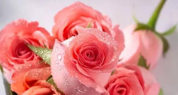 29朵玫瑰花的花语（浪漫的玫瑰）