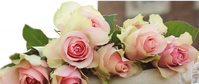 八朵粉玫瑰花语与寓意（传递爱与温馨的花束——粉玫瑰的花语与寓意）