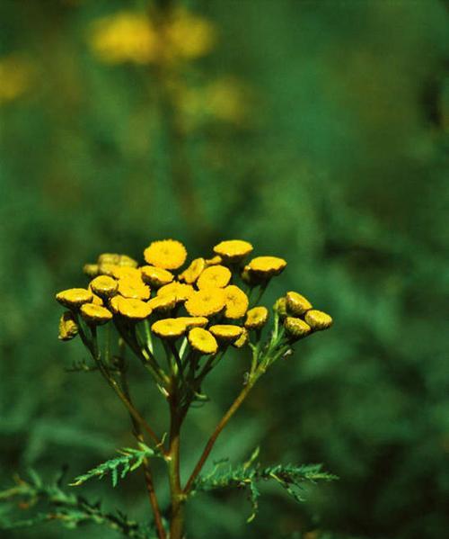 和平之花——艾菊花语的传递（传递和平与宽容的艾菊花语）