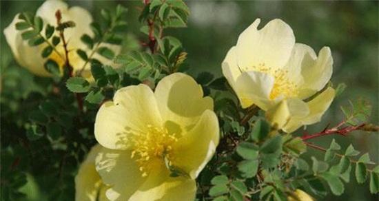 澳洲野蔷薇（探索澳洲野蔷薇的美丽与花语）
