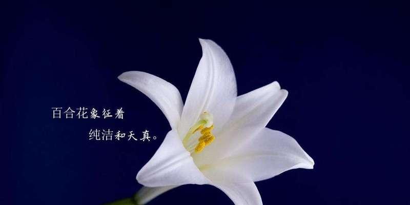 白百合花语与传说（清新高贵的花语意蕴与神话传说）