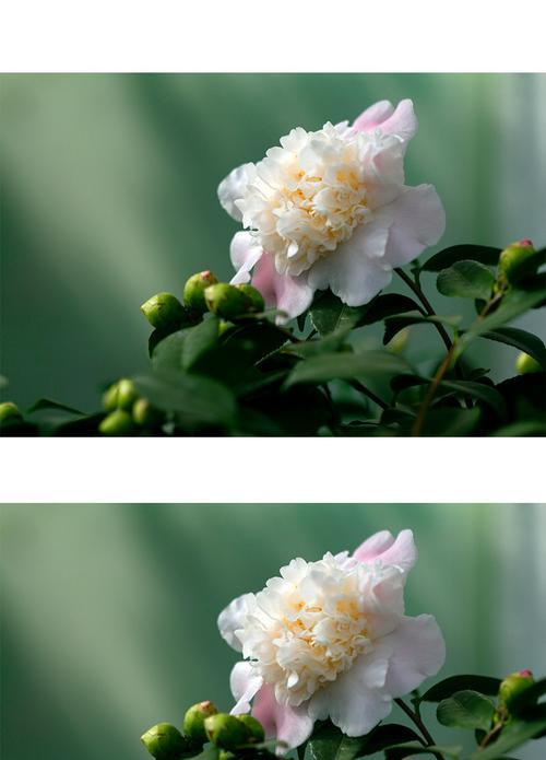 白茶花的花语——温婉与纯真的象征（诠释白茶花花语的含义和作用）