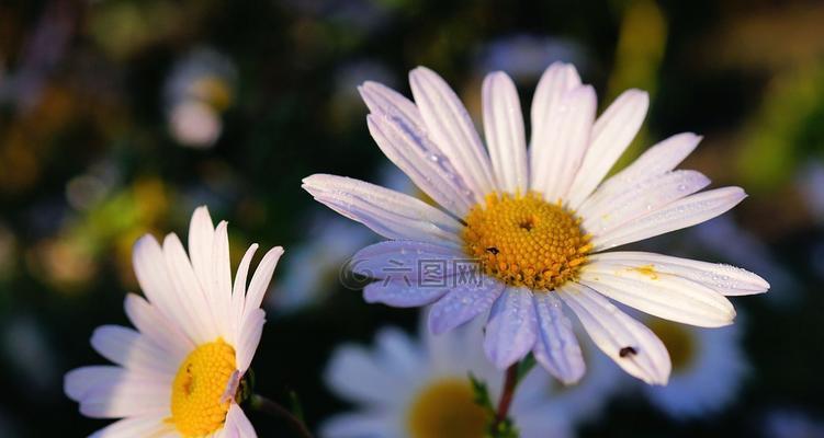 白雏菊的花语与寓意（探索白雏菊的象征和意义）