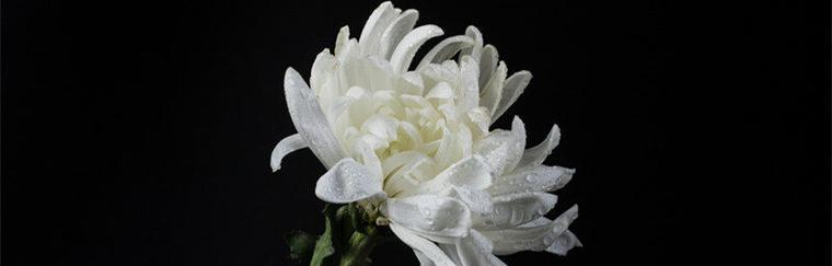 白菊花的象征意义及文化价值（深入探究白菊花的寓意和影响力）